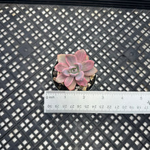 Load image into Gallery viewer, Graptoveria Variegated ‘Mrs Richards’