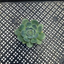 Load image into Gallery viewer, Echeveria Black Panther Korean Imported 