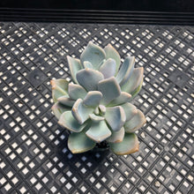 Load image into Gallery viewer, Pachyveria Pachyphytodies