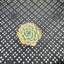 Load image into Gallery viewer, Echeveria ‘Hanatsukiyo’