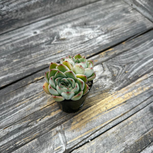 Echeveria ‘Fire Flower’