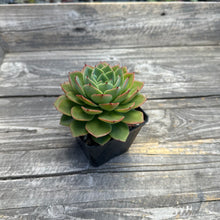 Load image into Gallery viewer, Echeveria cv ‘Ice Pinky’