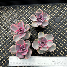 Load image into Gallery viewer, Echeveria ‘Rainbow’ Variegated