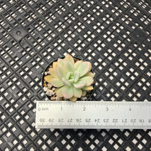 Load image into Gallery viewer, Graptoveria ‘Opalina’ Variegated