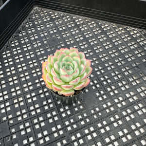 Echeveria ‘Hanatsukiyo’
