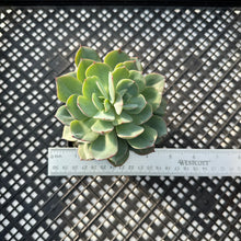 Load image into Gallery viewer, Echeveria hybrid sp.Variegated