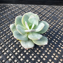 Load image into Gallery viewer, Echeveria cv. hakuhou