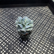 Load image into Gallery viewer, Echeveria ‘Cubic Frost’