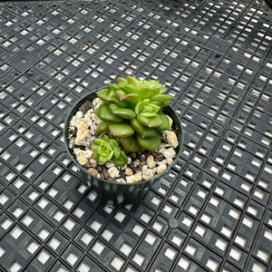 Sedeveria ‘Rolly’