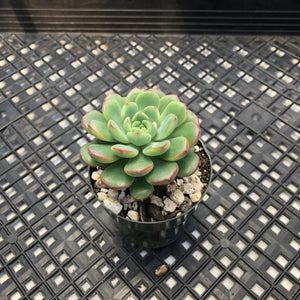 Echeveria ‘Red Top’