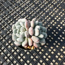 Load image into Gallery viewer, Graptoveria ‘Bridgette’