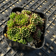 Load image into Gallery viewer, Echeveria v. Atomy