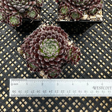 Load image into Gallery viewer, Sempervivum ‘Pacific Plum Fuzzy’