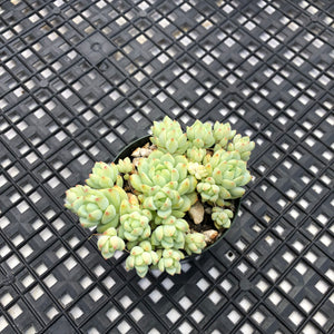 Sedum perezdelarosae