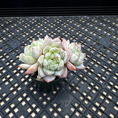 Echeveria ‘Marisa’
