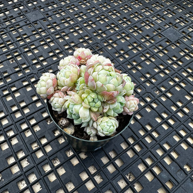 Echeveria ‘Sugar Princess’