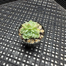 Load image into Gallery viewer, Echeveria hybrid sp.