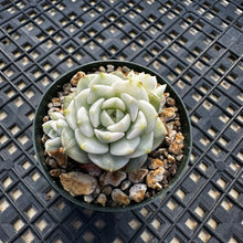 Load image into Gallery viewer, Echeveria Agavoides ‘Tinkerbell’ variegated