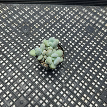 Load image into Gallery viewer, Pachyphytum sp