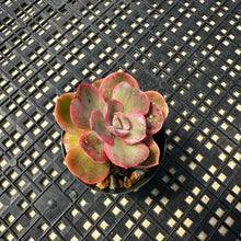 Load image into Gallery viewer, Echeveria ‘Rose Rock’ Variegated