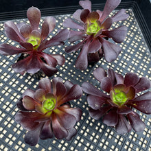Load image into Gallery viewer, Aeonium ‘Velour’