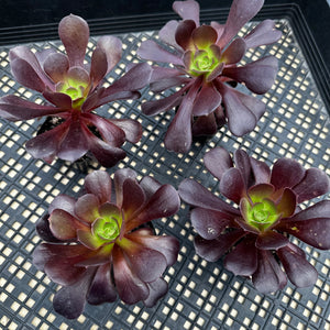 Aeonium ‘Velour’