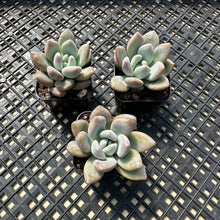 Load image into Gallery viewer, Graptoveria ‘Opalina’