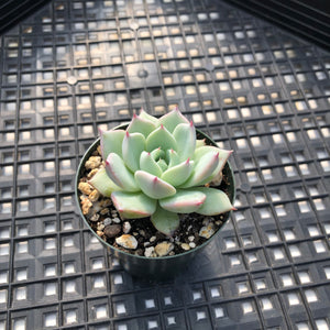Echeveria ‘Larega’