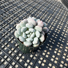 Load image into Gallery viewer, Graptoveria ‘Bridgette’