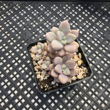Load image into Gallery viewer, Gratopetalum ‘Ellen’