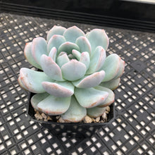 Load image into Gallery viewer, Echeveria ‘Orange Monroe’
