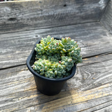 Load image into Gallery viewer, Sedum perezdelarosae