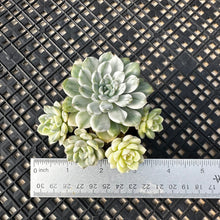 Load image into Gallery viewer, Echeveria Agavoides ‘Tinkerbell’ Variegated