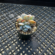 Load image into Gallery viewer, Echeveria ‘Orange Monroe’