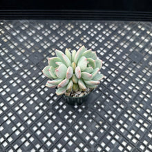 Load image into Gallery viewer, Graptoveria ‘A Grimm One’