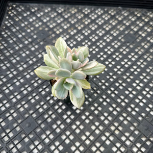 Pachyveria Pachyphytodies Variegated