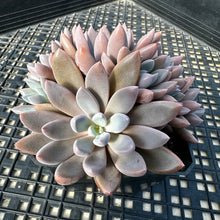 Load image into Gallery viewer, Echeveria ‘Sugar Jelly’