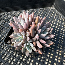 Load image into Gallery viewer, Echeveria ‘Sugar Jelly’