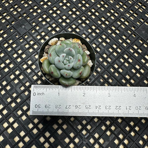 Echeveria amoena microcalyx