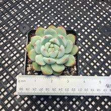 Load image into Gallery viewer, Echeveria ‘Blue Swallow’