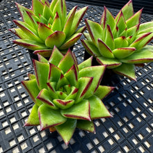 Load image into Gallery viewer, Echeveria agavoides 'Ebony’