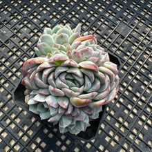 Load image into Gallery viewer, Echeveria ‘Primera’