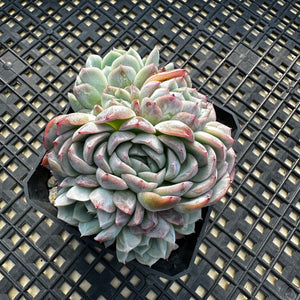 Echeveria ‘Primera’