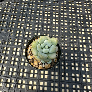 Sedum ‘Caviar’ Graptosedum ‘Caviar’