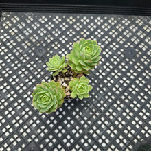 Load image into Gallery viewer, Sedeveria ‘Green Rose’