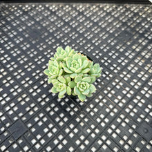 Load image into Gallery viewer, Echeveria sp.
