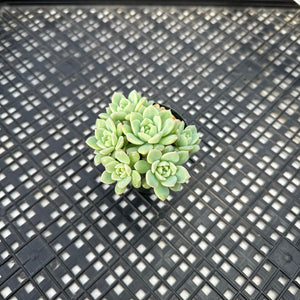 Echeveria sp.
