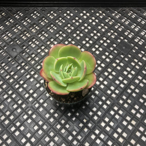 Echeveria ‘Esmeralda’