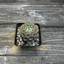 Load image into Gallery viewer, Echeveria Porima