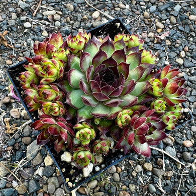 Sempervivum ‘Dynamo’